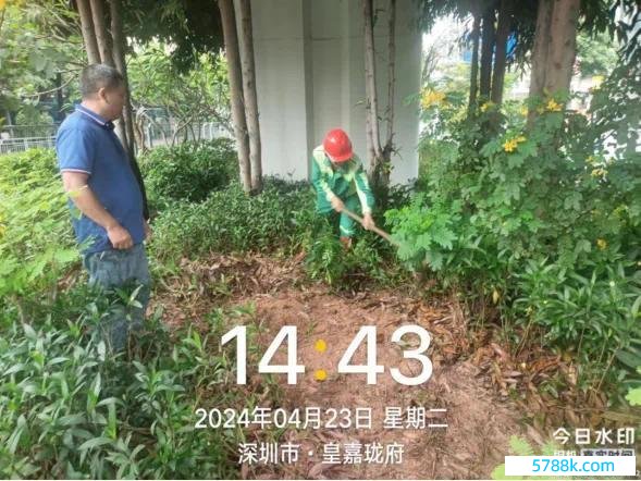 深圳龙华城管呈文“暴雨天浇花”：因高架桥庇荫，雨水淋不到桥下的植物